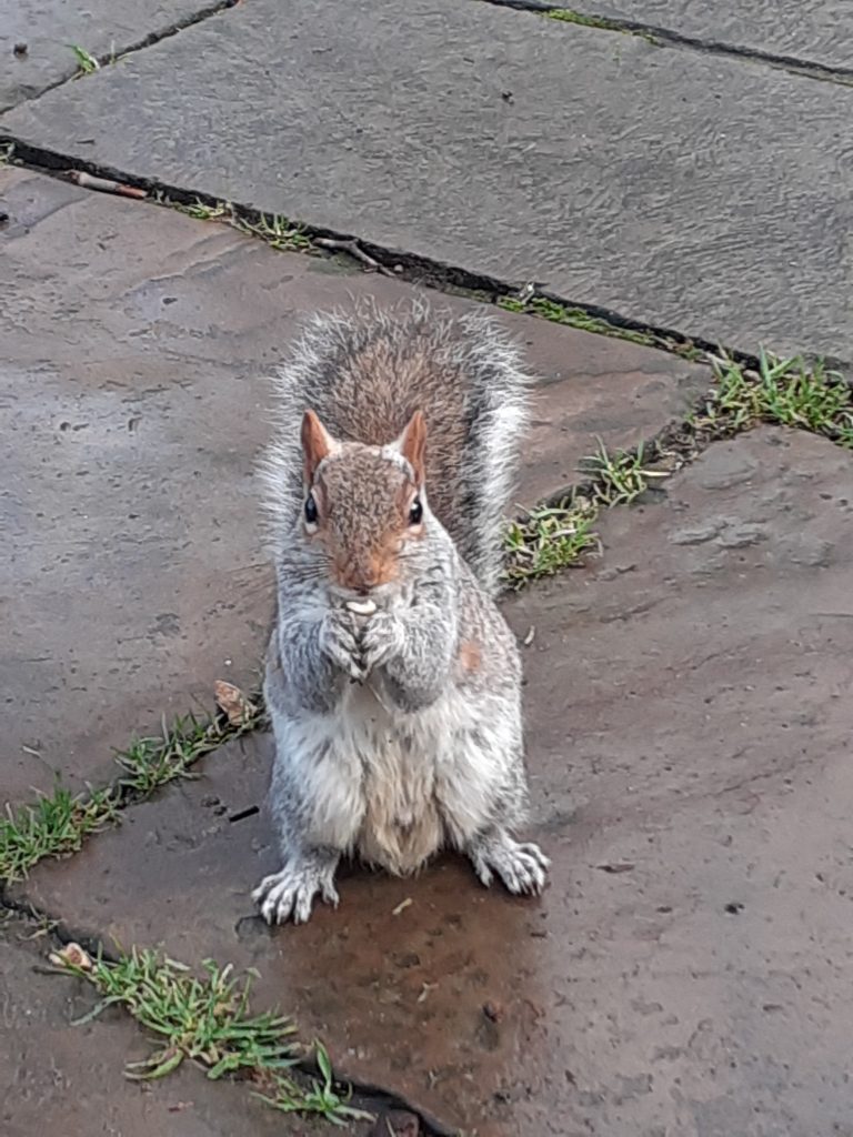 Picture of a squirrel holding a nut