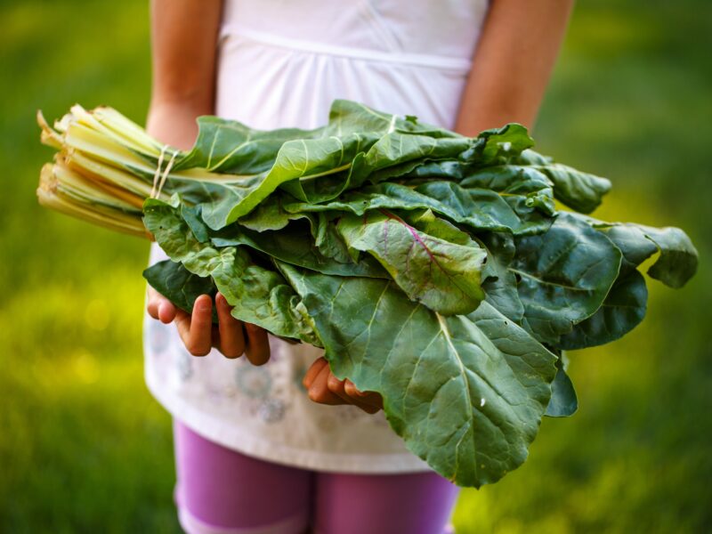 Photo of a child holding a bunch of spring green leaves that have just been harvested